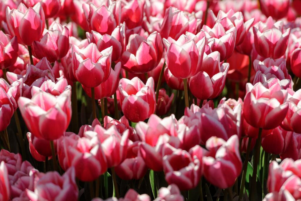 Pole różowych tulipanów 