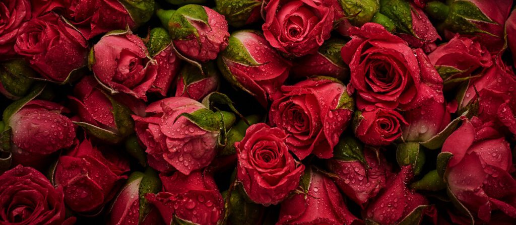 Róże symbolizujące czwartą kwiatową rocznicę ślubu 