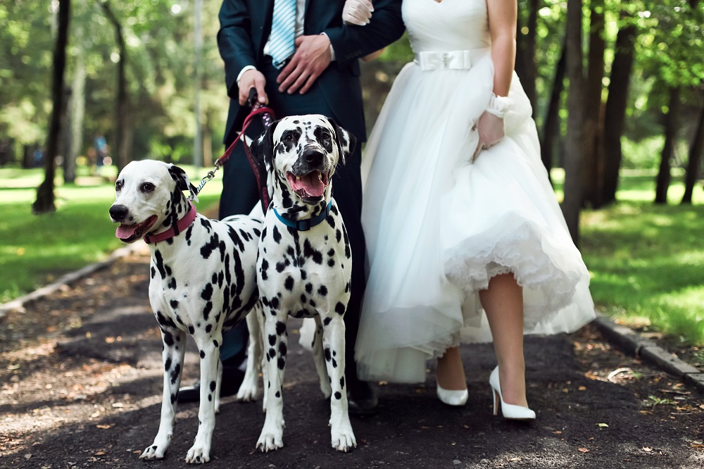 Zwierzę na ślubie - dwa dalmatyńczyki w parku prowadzone przez pana młodego.