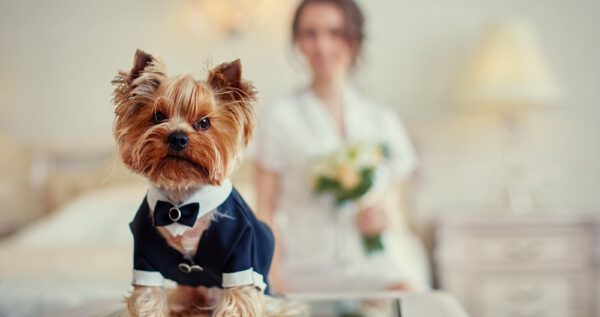 Czy zwierzę na ślubie to dobry pomysł? Wszystko, co powinniście wiedzieć! 🐱🐶