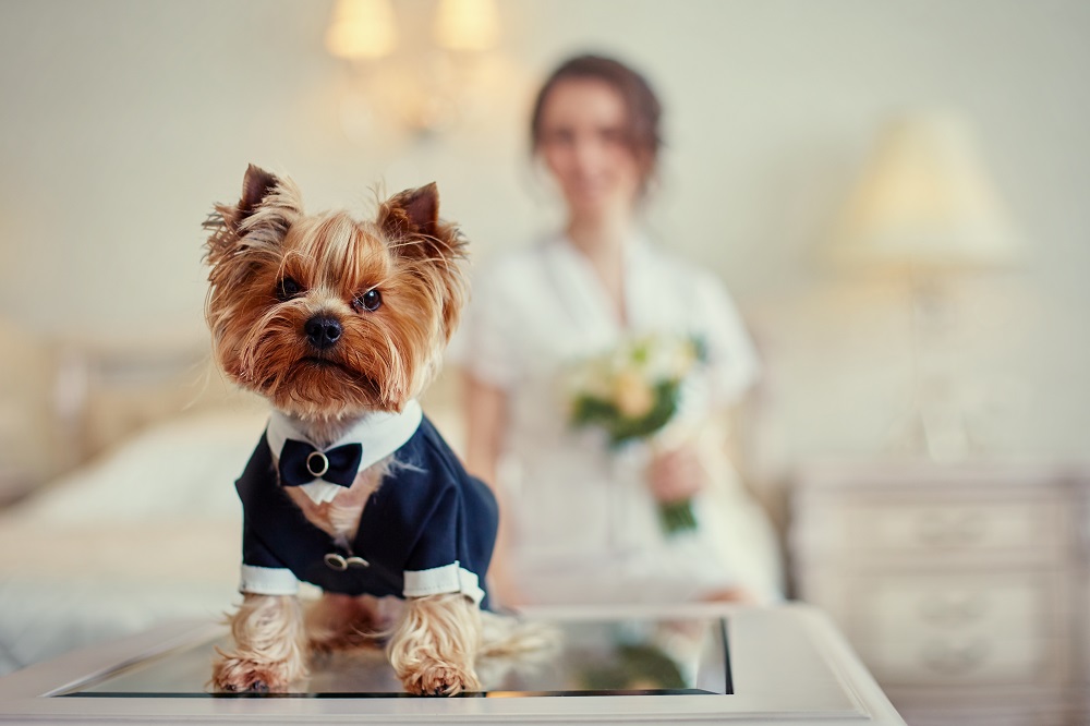 Zwierzę na ślubie – czy to dobry pomysł? Wszystko, co powinniście wiedzieć! 🐱🐶
