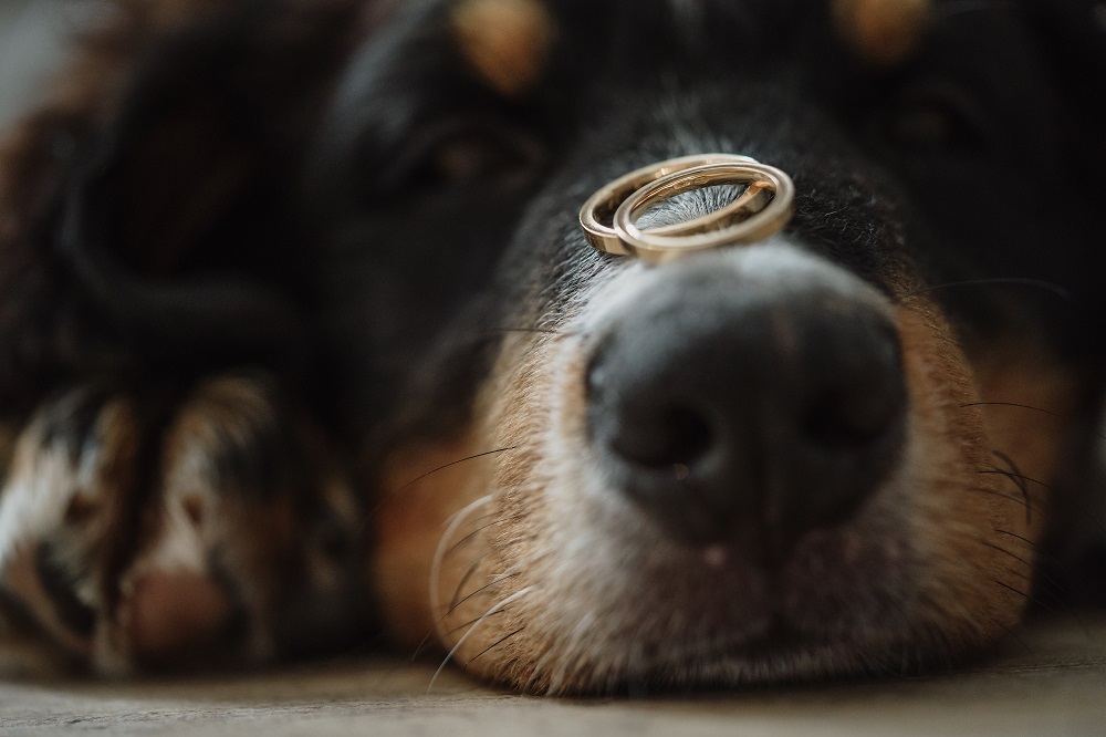 Zwierzę na ślubie - pies ze złotymi obrączkami na nosie