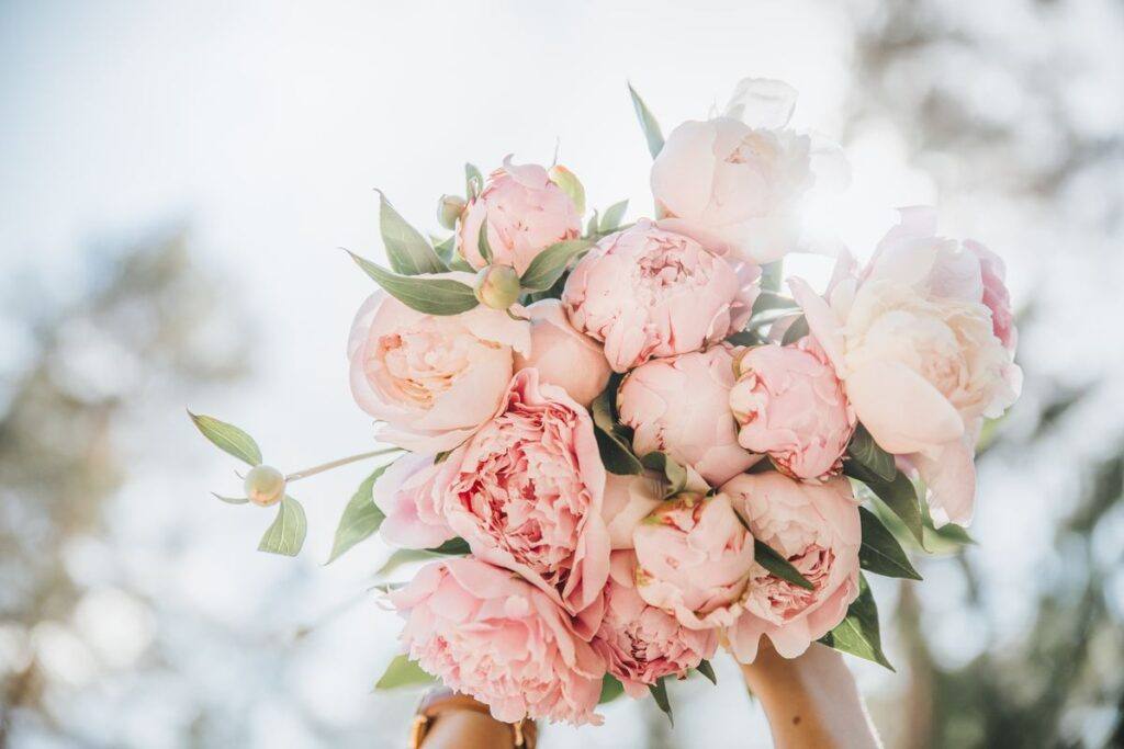Bukiet ślubny z piwonii – kiedy “róża bez kolców” kwitnie i jakie jest jej znaczenie?