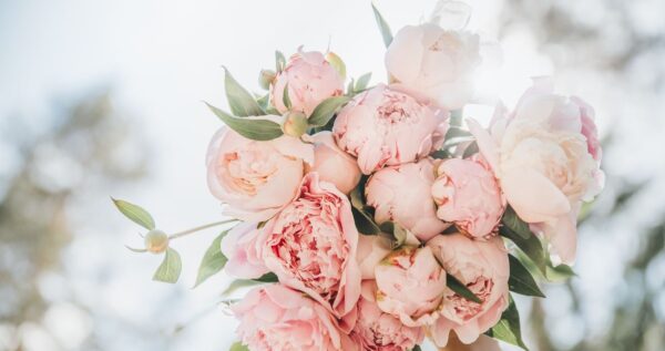 Bukiet ślubny z piwonii - kiedy “róża bez kolców” kwitnie i jakie jest jej znaczenie?