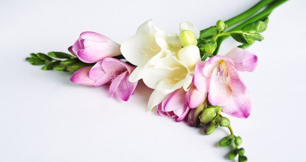 Bukiety ślubne z frezji - jakie kwiaty do nich dobrać i ile kosztują?