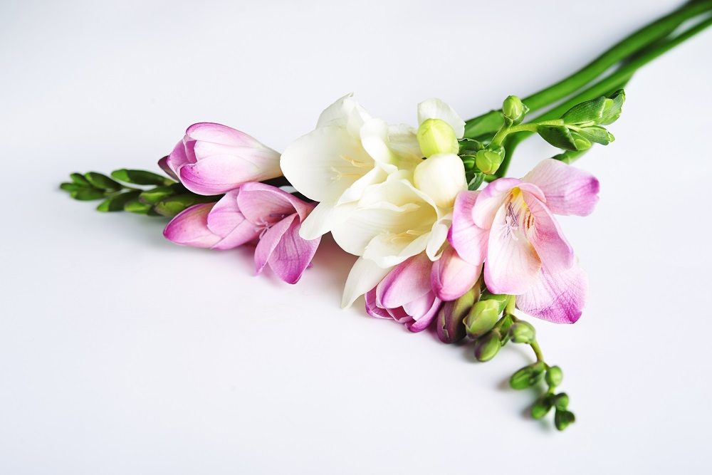 Bukiety ślubne z frezji – jakie kwiaty do nich dobrać i ile kosztują?