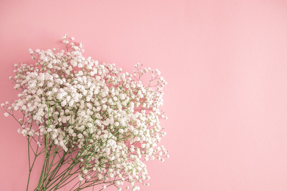 wianek z gipsówki - kwiaty gipsówki na różowym tle