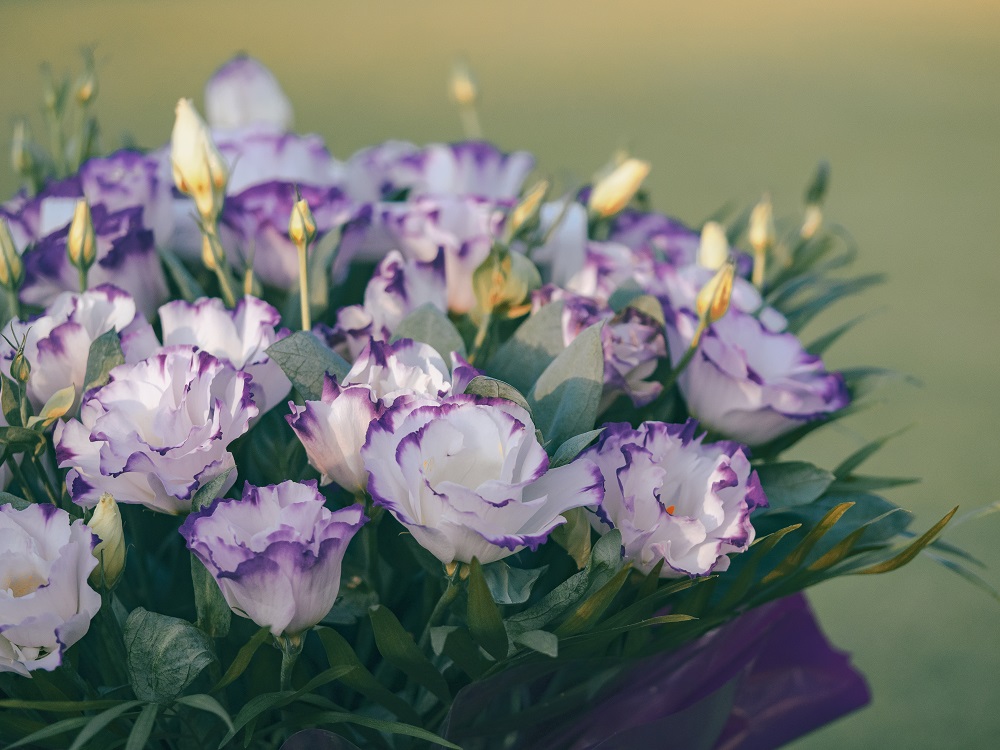 Eustoma bukiet. Bukiet fioletowych kwiatów eustomy.