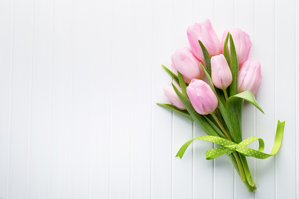 Bukiet ślubny tulipany. Świeże, różowe tulipany związane zieloną wstążką.