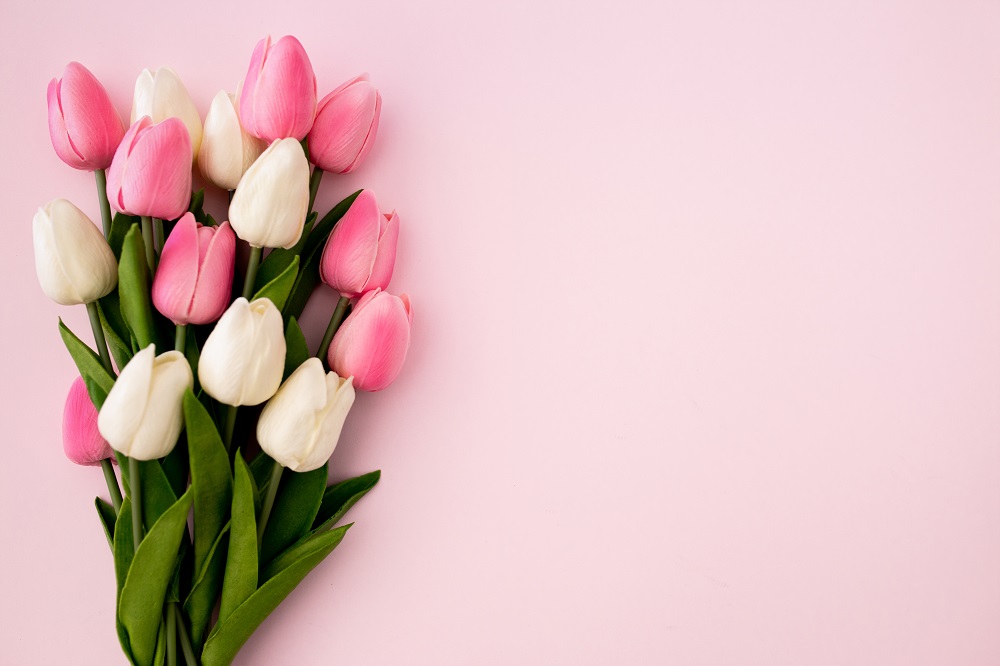 Bukiet ślubne tulipany. Piękne białe i różowe tulipany.
