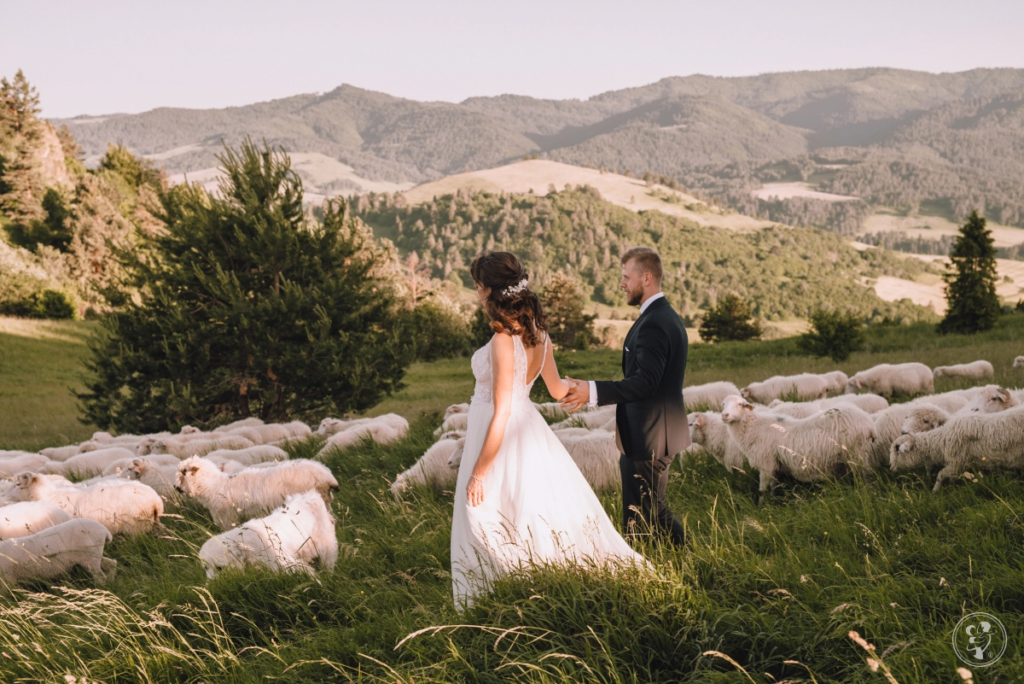Sesja ślubna w górach wśród owiec 