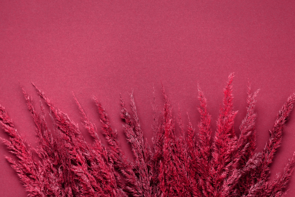 Suszone trawy w kolorze magenty
